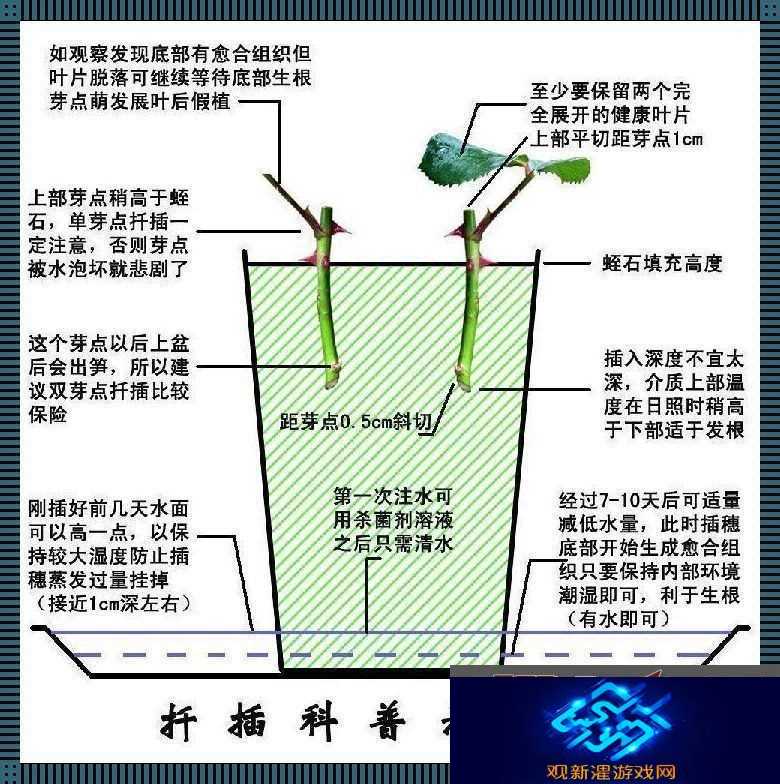 日本72变插花术|笑谈东瀛创新风潮